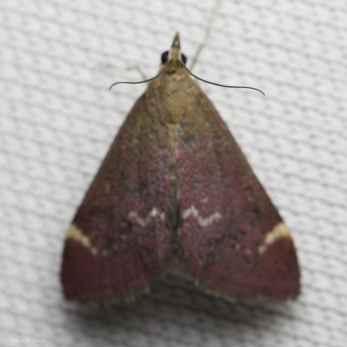 iNaturalist observation photo of Elegant Pyrausta