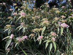 Hydrangea longifolia