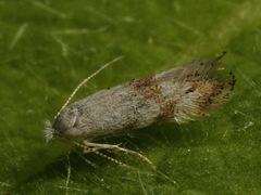 Bucculatrix frangutella