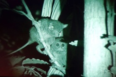 Tarsius spectrumgurskyae