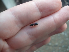 Clivina basalis
