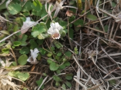 Diclis petiolaris
