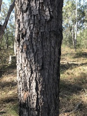Corymbia gummifera