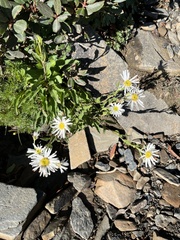 Aster takasagomontanus