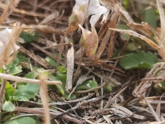 Diclis petiolaris