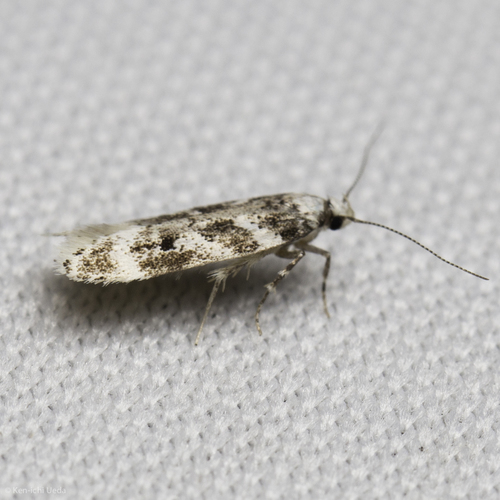 iNaturalist observation photo of Curved-horn Moths