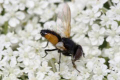 Clairvillia biguttata