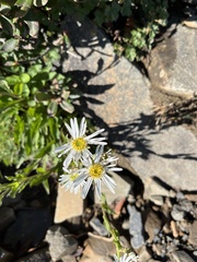 Aster takasagomontanus