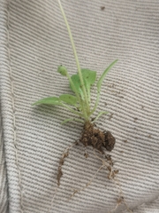 Diclis petiolaris
