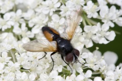 Clairvillia biguttata