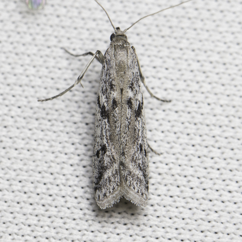 iNaturalist observation photo of Knot-horn Moths