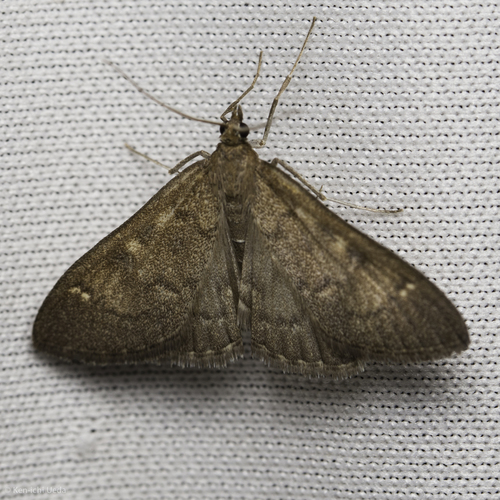 iNaturalist observation photo of Crambid Snout Moths