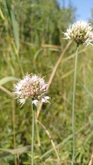 Allium suaveolens