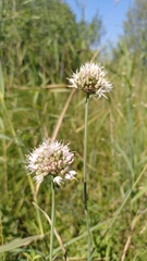 Allium suaveolens