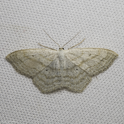 iNaturalist observation photo of Scopula