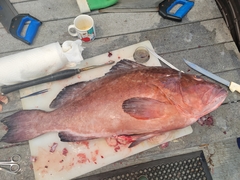 Epinephelus morio