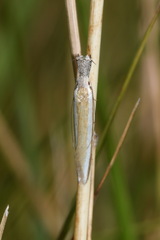Pleurota aristella
