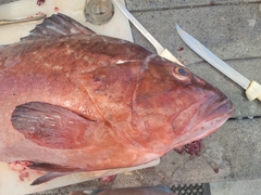 Epinephelus morio