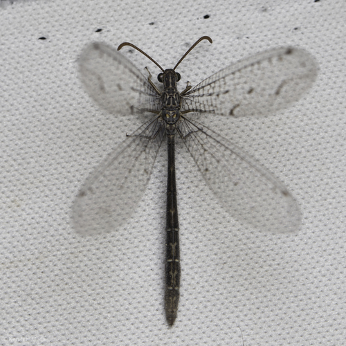 iNaturalist observation photo of Antlions and Owlflies