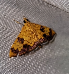 Isocentris