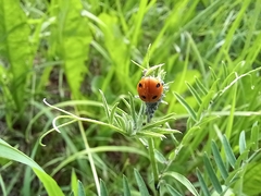 Coccinella septempunctata