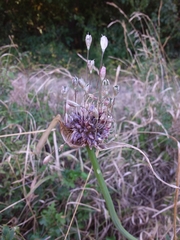 Allium oleraceum