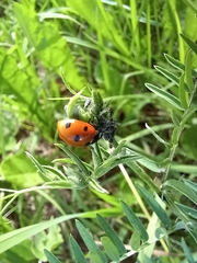 Coccinella septempunctata