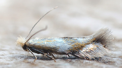 Bucculatrix noltei