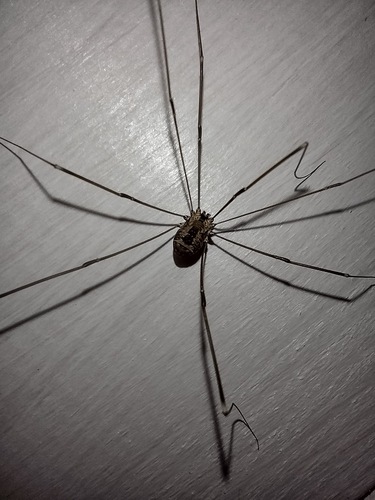 kosec nitkonohý (Leiobunum rotundum)