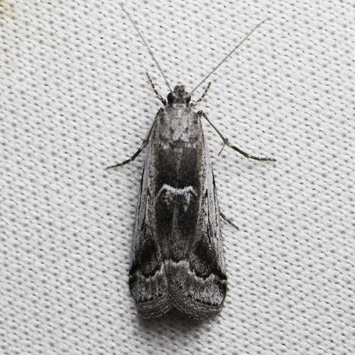 iNaturalist observation photo of Ambesa walsinghami