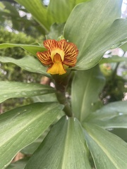 Costus pictus