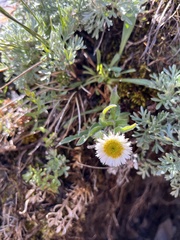 Erigeron morrisonensis