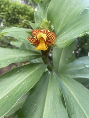 Costus pictus