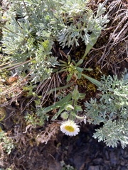 Erigeron morrisonensis