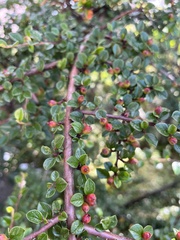 Cotoneaster apiculatus
