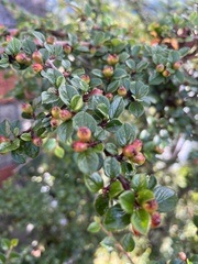 Cotoneaster apiculatus