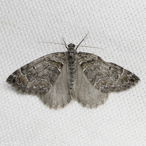 iNaturalist observation photo of Dysstroma