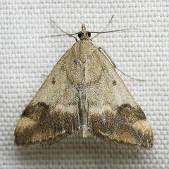 Pyrausta semirubralis