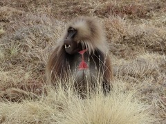 Theropithecus gelada