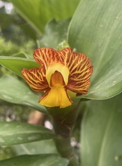 Costus pictus