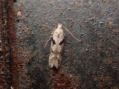 Caryocolum blandella