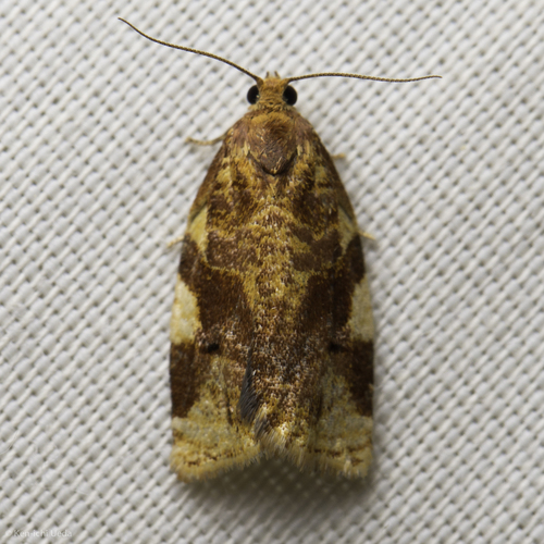 iNaturalist observation photo of Fruit-tree Leafroller Moth