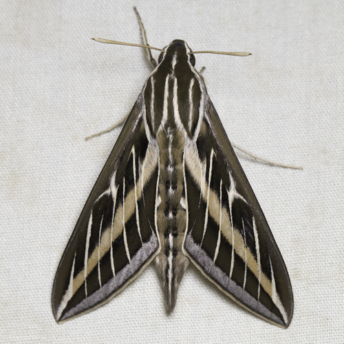 iNaturalist observation photo of White-lined Sphinx
