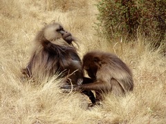 Theropithecus gelada