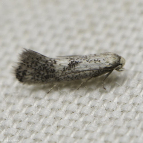 iNaturalist observation photo of Butterflies and Moths