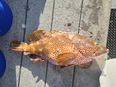 Epinephelus adscensionis