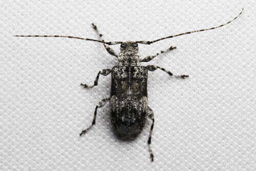 iNaturalist observation photo of Pseudastylopsis nebulosa