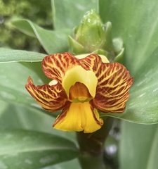 Costus pictus