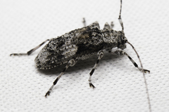 Pseudastylopsis nebulosus