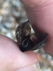 Brachidontes pharaonis